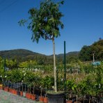 Albízia ružová (Albizia Julibrissin) - výška 300-350 cm, obvod kmeňa 16/18 cm, kont. C110L